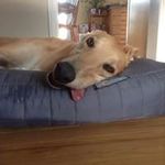 Tina Browne - @k85trb - Instagram