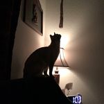 Tina Case Howell : Director - @ninja_cats_rescue - Instagram