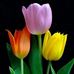 Tina Chase - Facebook