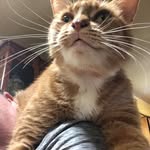 Tina Chase - @tchascats - Instagram