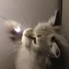 Tina ✨️ - @tina.cory.337 - TikTok