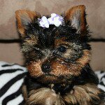 Tina Eddy - @yorkiemom2011 - Instagram