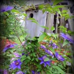Tina Coogan Embrey - @scatteredandfaded - Instagram