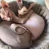 Ethel&Thomas❤️ - @gamachetina - TikTok