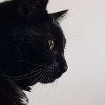 Tina Goode - @luna.the_moon_cat - Instagram
