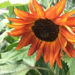 Tina - @tinaheaps2 - Instagram