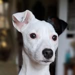 Sebastien Boullic - @tinajackrusselsebjp - Instagram