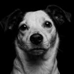 Tina 🐾 - @tina_jackrussell88 - Instagram