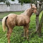 Tina jack - @haras_hinca - Instagram