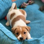 Tina - @tina_jack_russell_ - Instagram