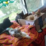 @biggles.knuckles.kirby.tina - Instagram