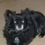 Tina Lapointe - @gizzy_the_wonderdog - Instagram