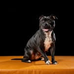 T I N A 🐾 - @tina.lastaffie - Instagram