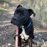 Tina and Luke - @can.i.get.that.dog - Instagram
