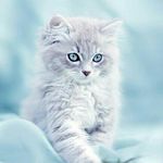 Tina  Merrell - @catmouse1987 - Instagram