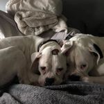Tina Hagarman-Ness - @shortgut525 - Instagram
