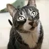 Tolydub - @tinaolinwest - TikTok