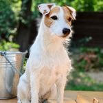 Tina Parson - @parson_tina_terrier - Instagram