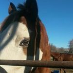Tina Widmyer Peterman - @widmyerpeterman - Instagram