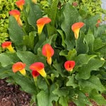 Tina Pyle Kincaid - @muffinwv - Instagram
