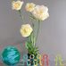 Tina Qi - Facebook