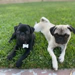 tina & ralph 🐾 - @tinaandralphadventures - Instagram