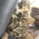 Tina Rex - @tinarex77 - Instagram
