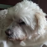 Tina Rex - @tinalgrockingnanalife - Instagram