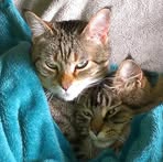 Tina Ringer - Facebook