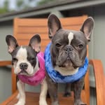 🐾Ringo & Tina🐾 - @ringo_and_tina_bluefrenchies - Instagram