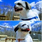 The Adventures of Tina & Ringo - @adventures_of_tina_and_ringo - Instagram