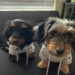 Ruby + Tina - @rubytinahotdogs - Instagram