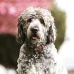 Tina Turner - @tina.the.silver.komondor - Instagram