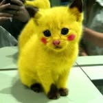 tina stratton - @silly.catsallover - Instagram