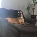 Tina Thurman - @coco_chanel_the_canecorso - Instagram