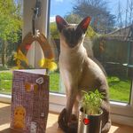 Tina Trigg - @motherofcats13_ - Instagram