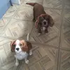 Troy and Bentley - @troyand_bentleyand_tina - TikTok