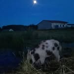 Tina Wildschwein - @wildschwein_tina - Instagram