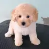 tinglim - @tinglim - TikTok
