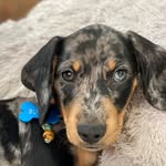 Butch the Tinker Harris - @butch_the_tinker_harris_ - Instagram