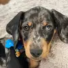 Butch the Tinker Harris - @butch_the_tinker_harris - TikTok