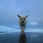 tinker harris - @themagicoftinkerbell - Instagram
