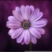 Tish Jones - Facebook