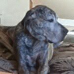 Tisha Compton - @stellardogs - Instagram