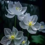 Tisha Saha - Facebook