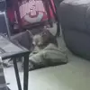 Tisha Young - @tisha.young8 - TikTok