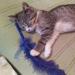 Vi - @tisha_young_cat - Instagram
