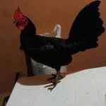 Tito Castillo - @titocastillo__01 - Instagram