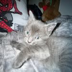 Tito James 🐈‍⬛ - @tito.james.spam - Instagram