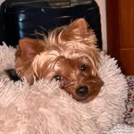 𝚻 ❙ 𝚻 O - @tito_valentin_yorkie - Instagram